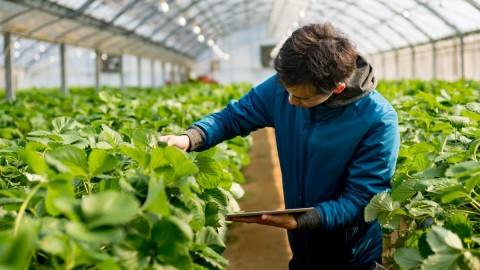 Comercializarea legala a produselor agricole de catre micii producatori